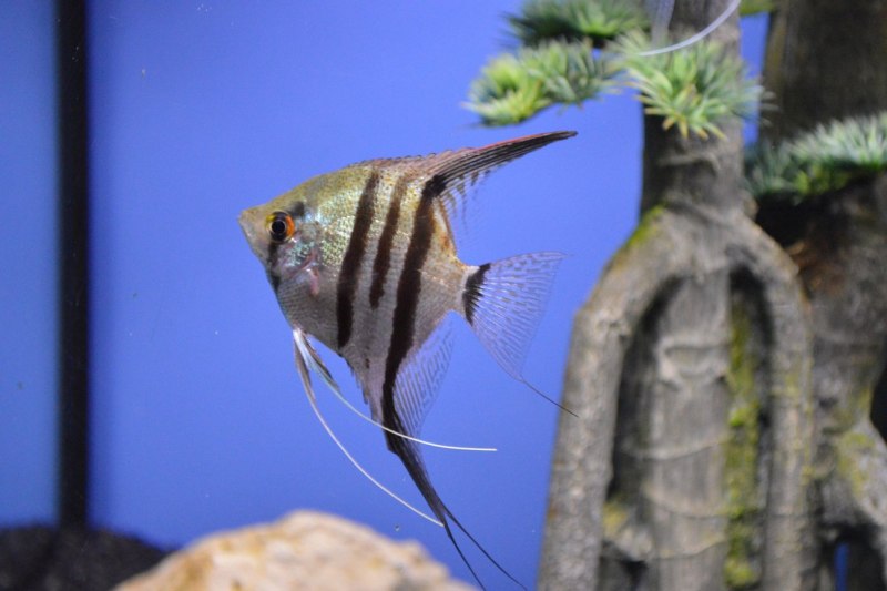 Скалярия Манакапуру