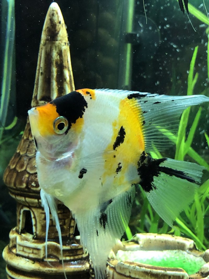 Скалярия глофиш