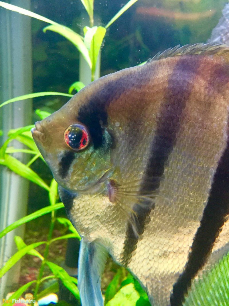 Мексиканская Скалярия