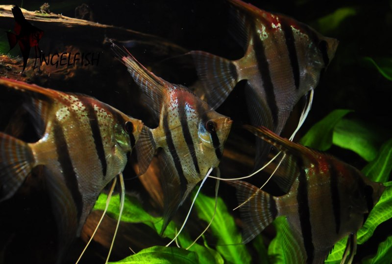 Скалярии аквариумные рыбки