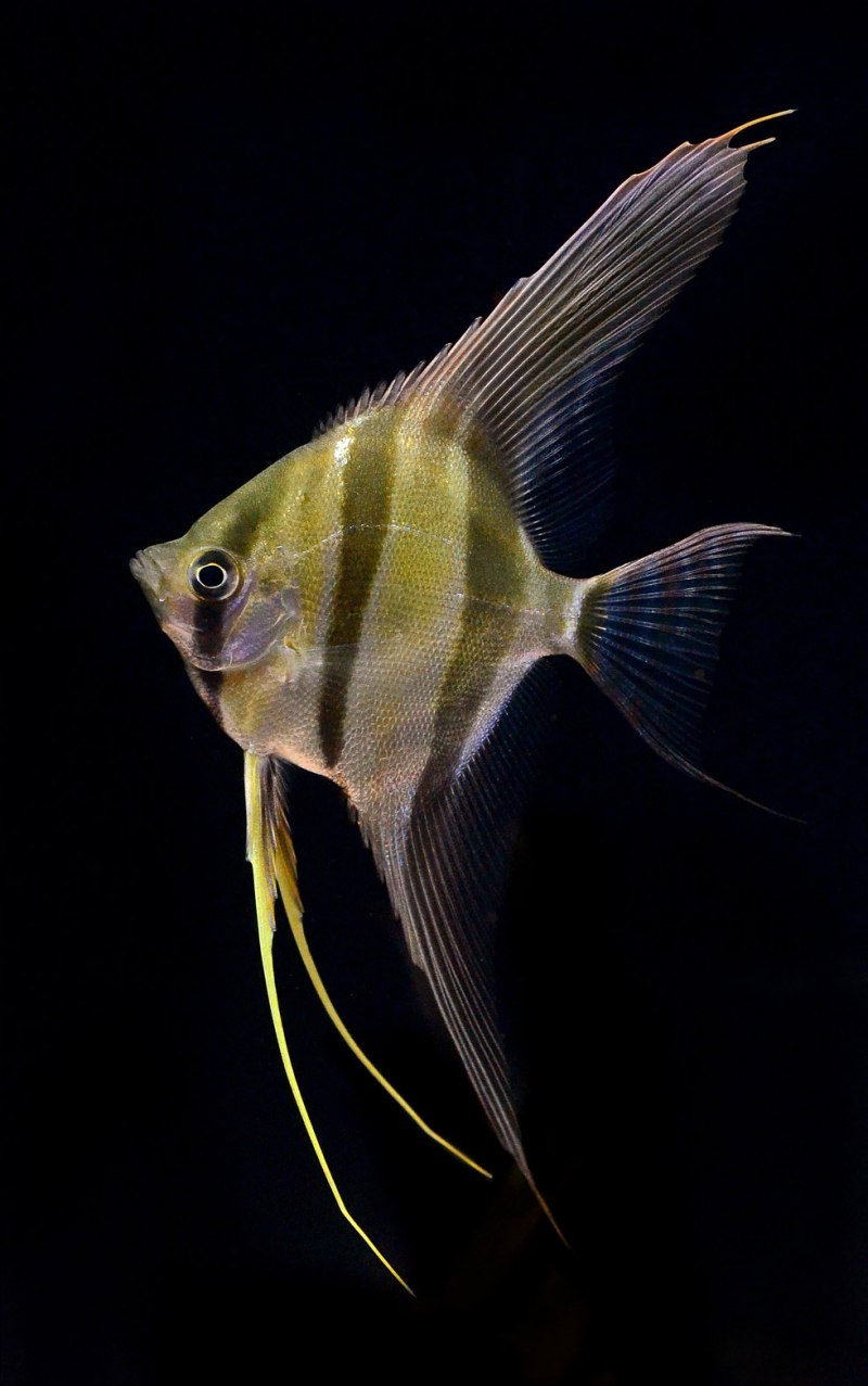 Скалярия кои высокоплавничная