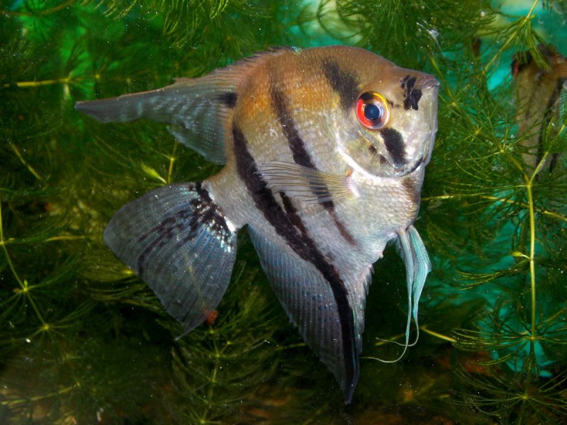 Скалярия рыбка голубая