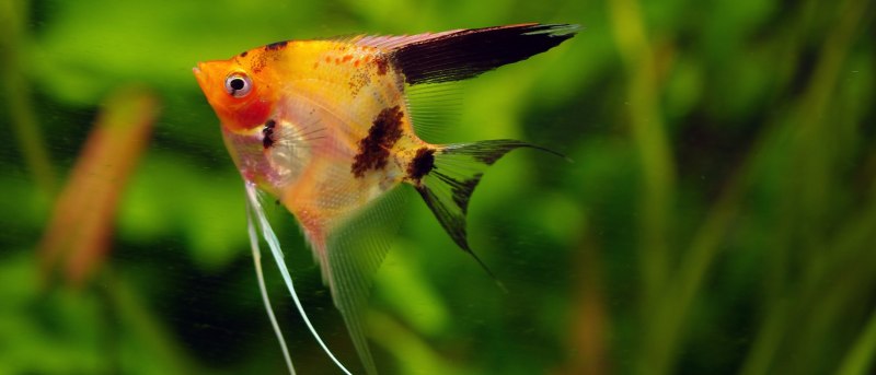 Скалярия Жемчужина Болгарии