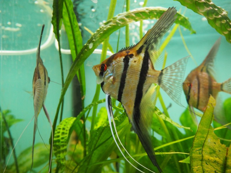 Скалярия Жемчужина Болгарии