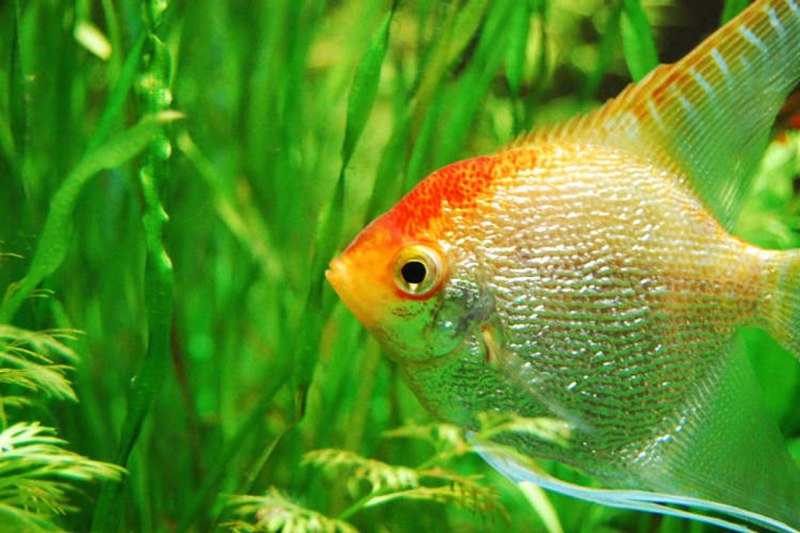 Скалярия мраморная