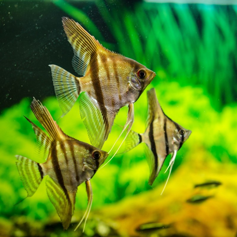 Скалярия якобинец