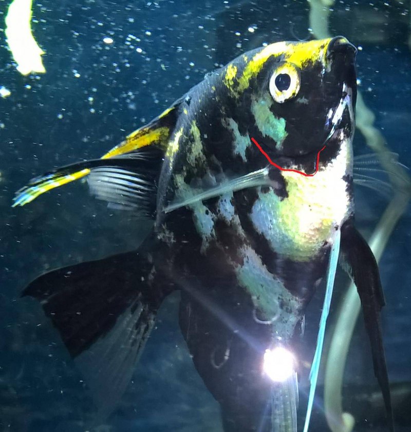 Скалярия голубая вуалевая