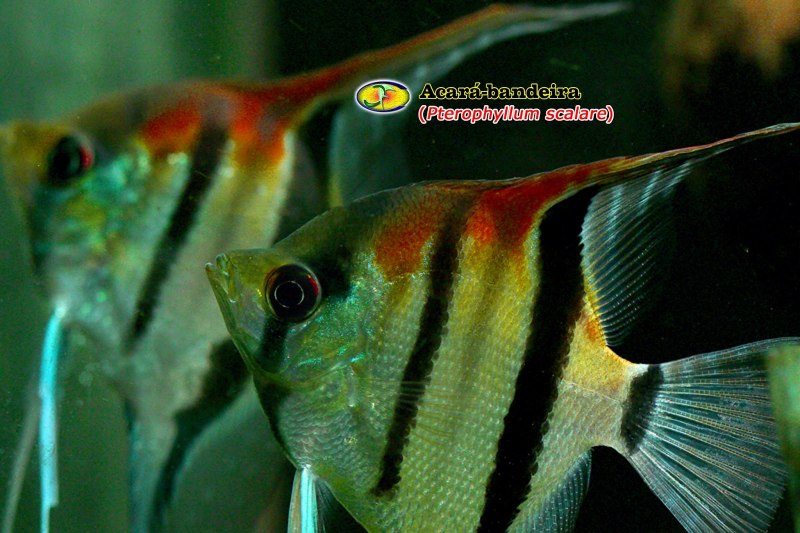 Скалярии аквариумные рыбки