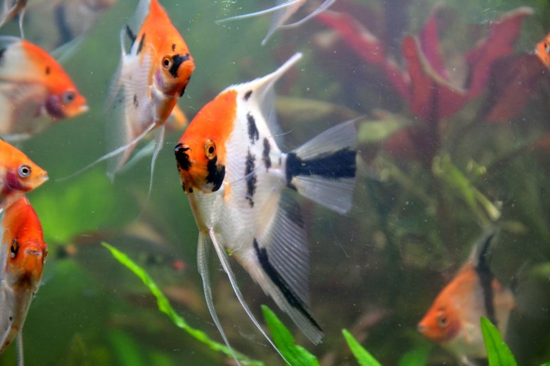 Скалярия Рио-Нанай перуанский Альтум