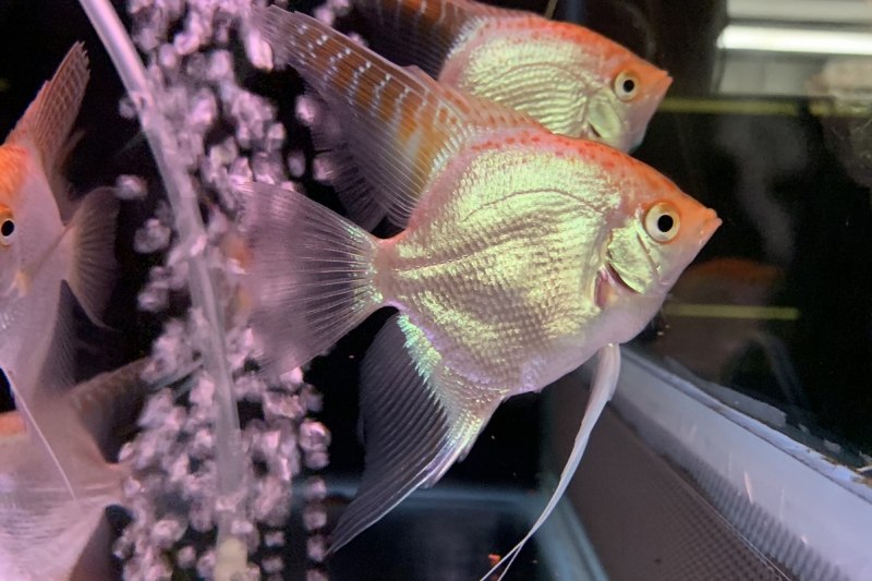 Скалярия аквариумная