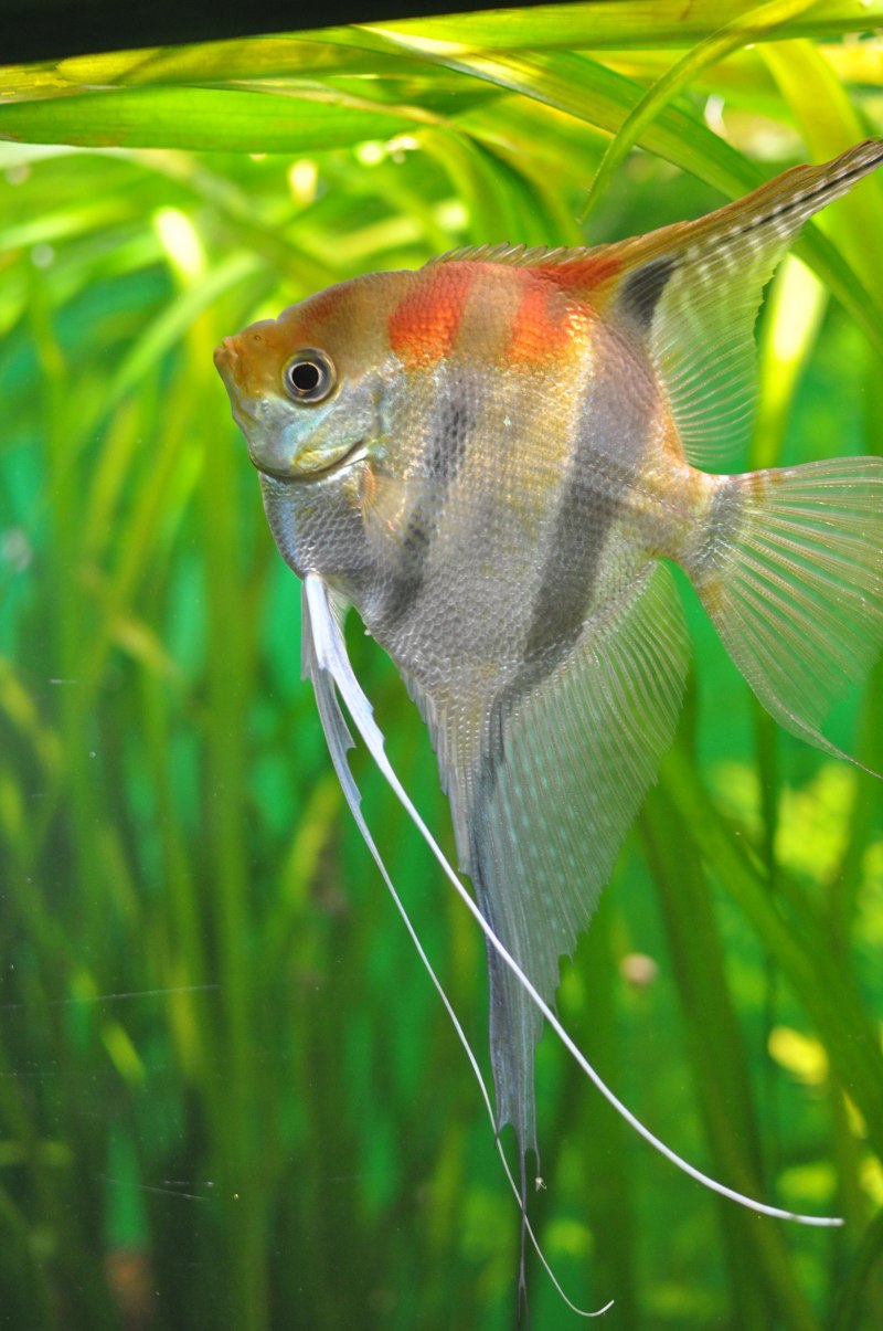 Скалярии рыбки