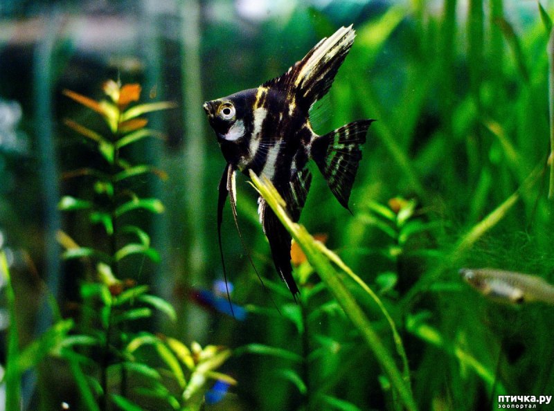 Гигантские скалярии Альтум