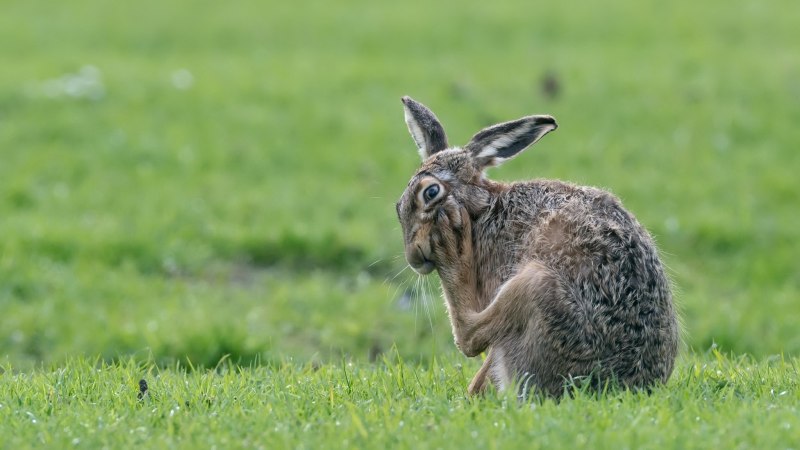 Заяц Русак в дикой природе