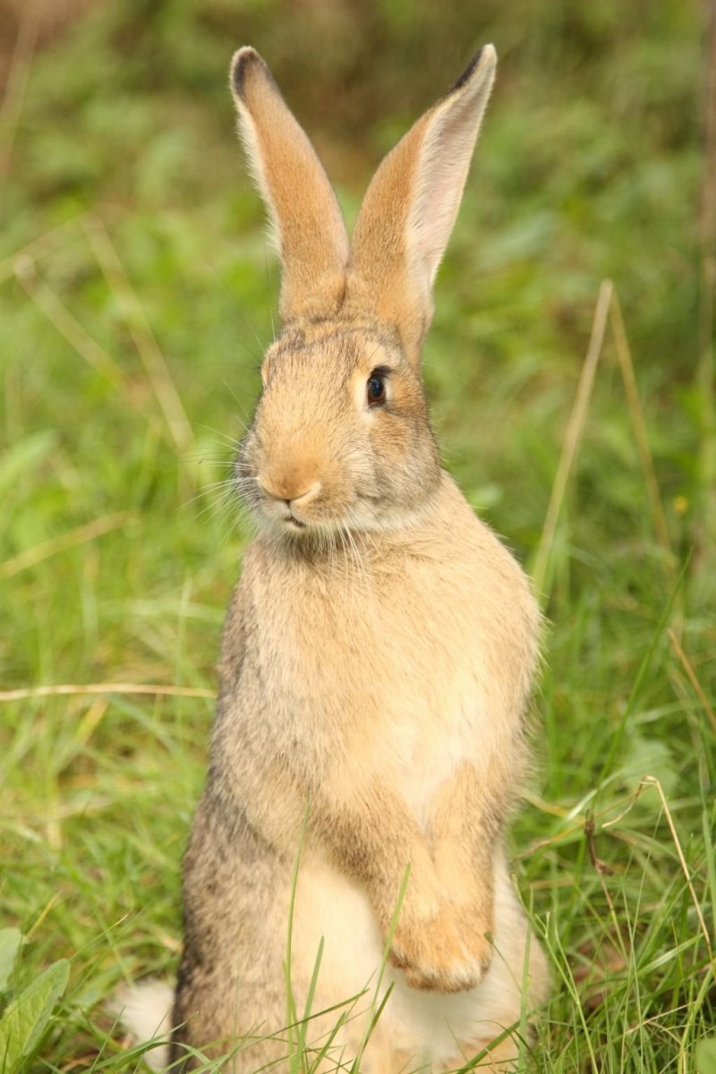 Заяц Русак в степи