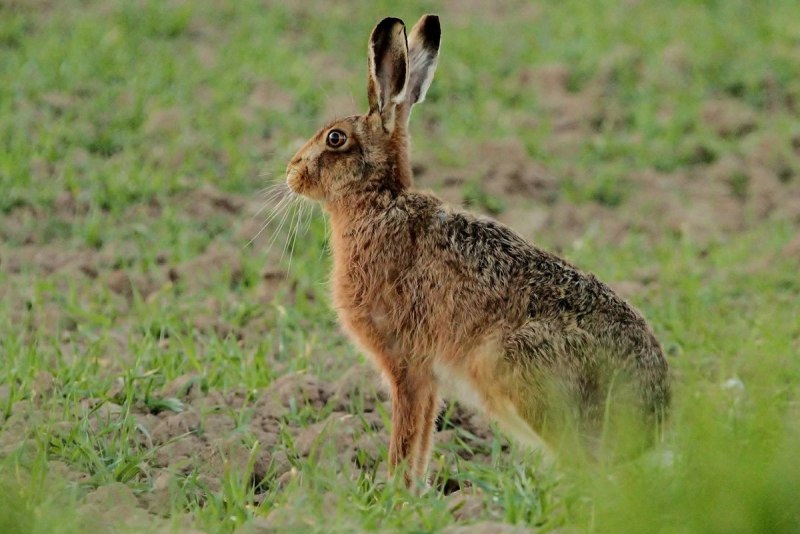 Степной заяц Русак