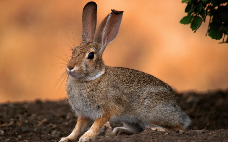 Щетинистый заяц