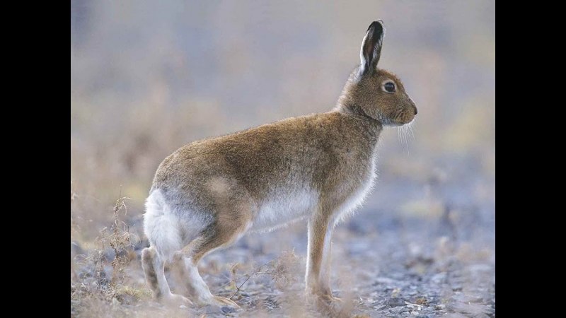 Заяц Русак в тайге