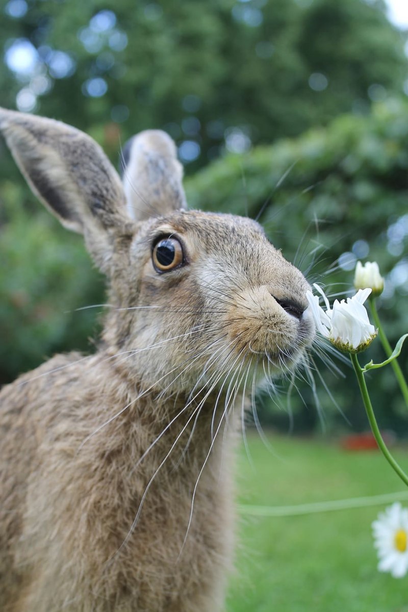Ракитниковый заяц