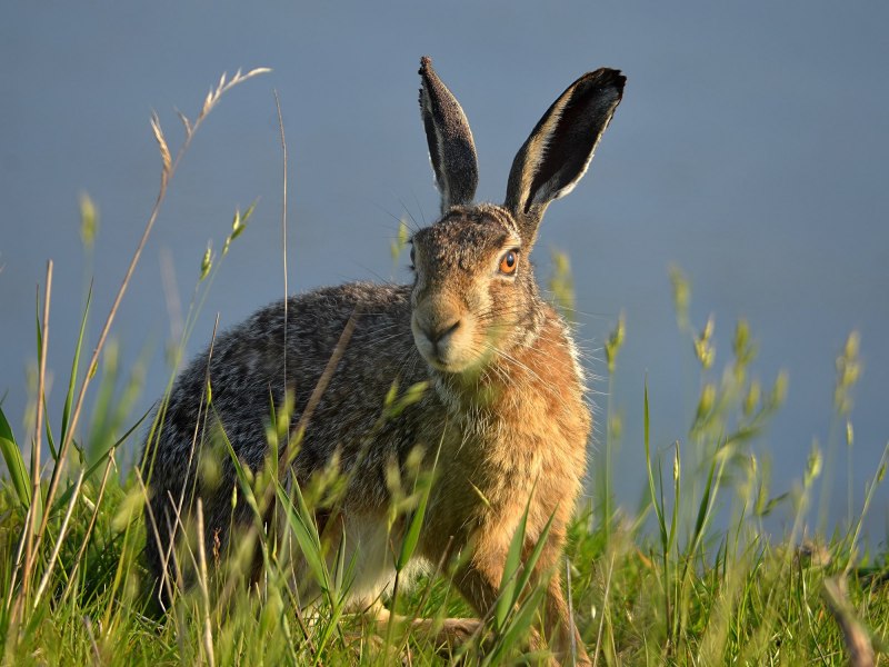 Заяц Русак (Lepus europaeus)