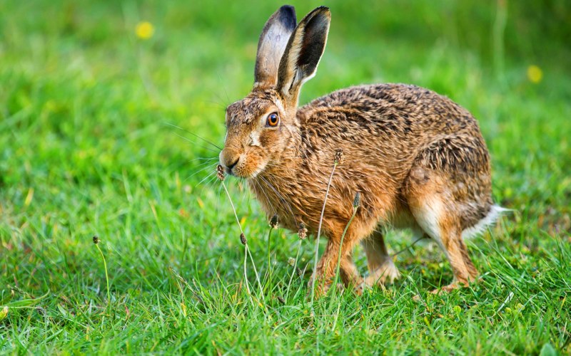 Заяц Русак (Lepus europaeus)