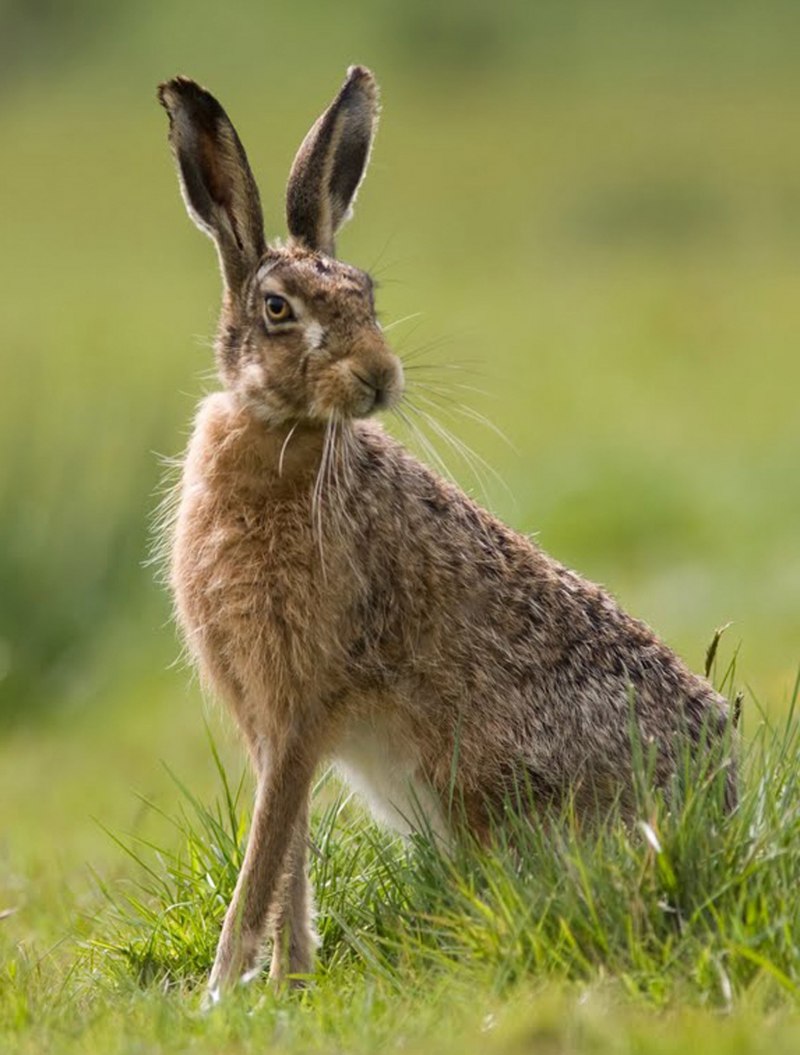 Заяц Русак маленький