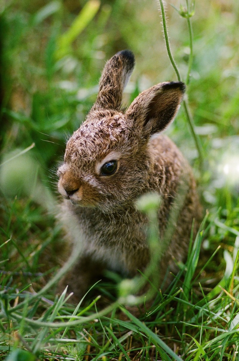 Ракитниковый заяц