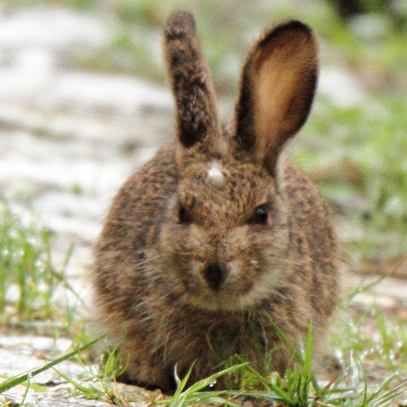 Обычный кролик в траве