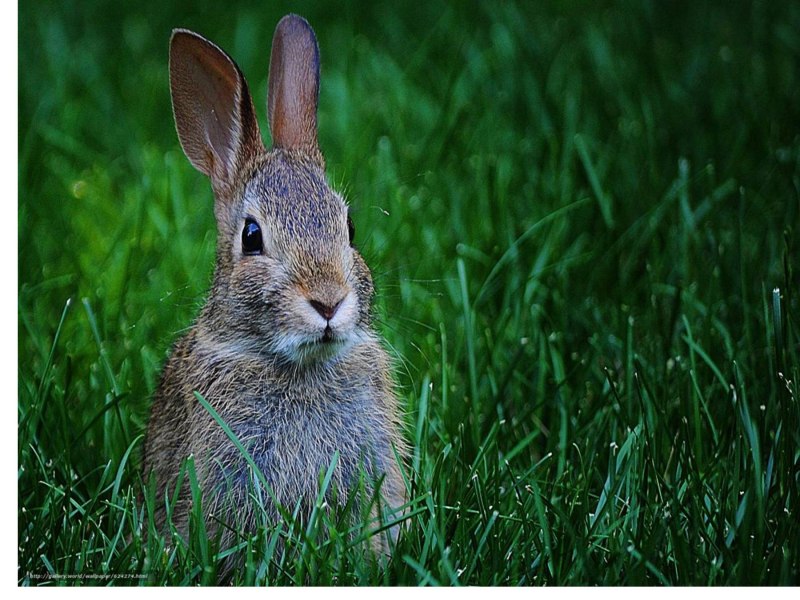 Серый заяц-Русак
