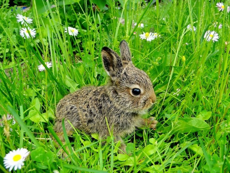Заяц Русак бежит