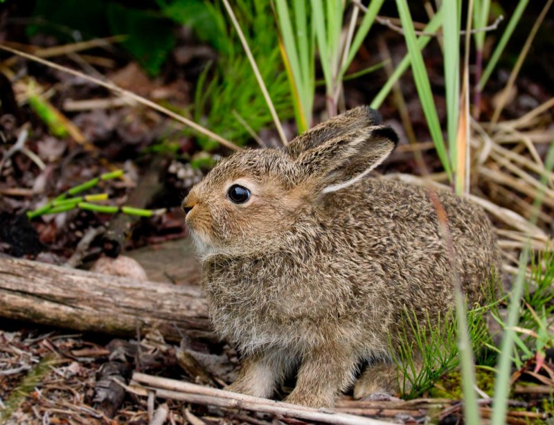 Карл Брендерс кролики