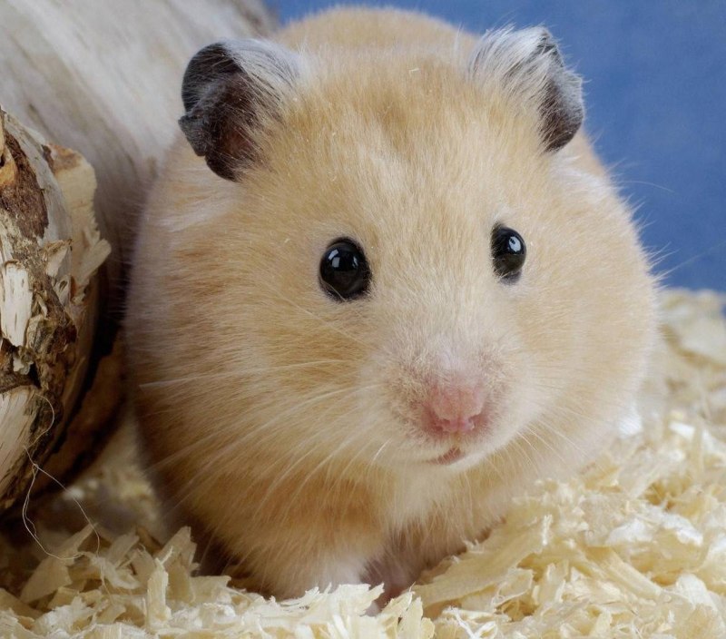 Королевский сирийский хомяк