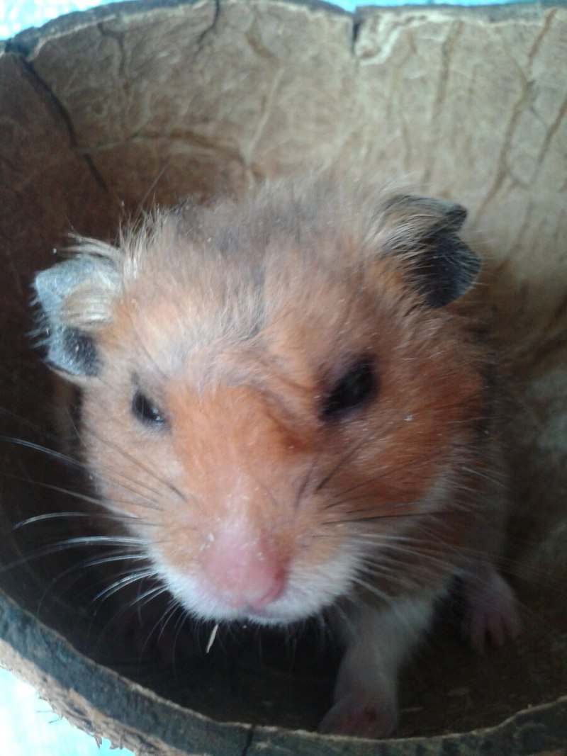 Персидский хомяк