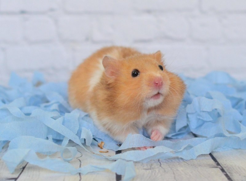Персидский хомяк