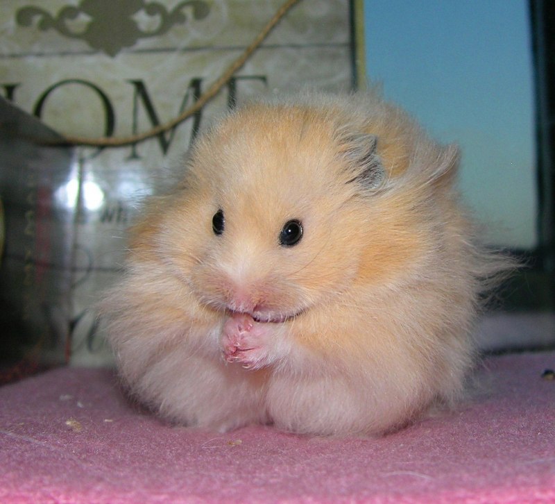 Сирийский хомяк длинношерстный