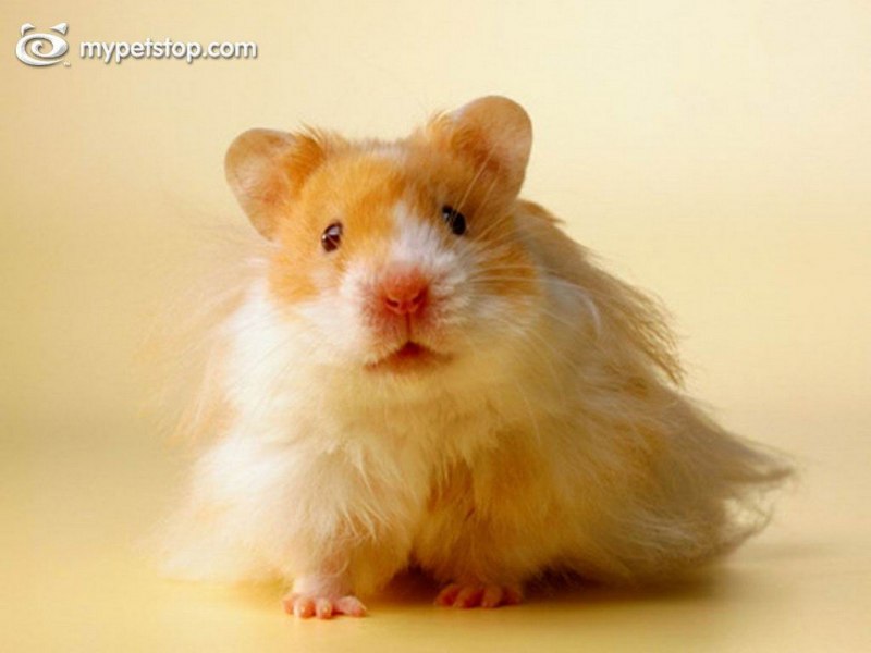 Сирийский хомяк бежевый