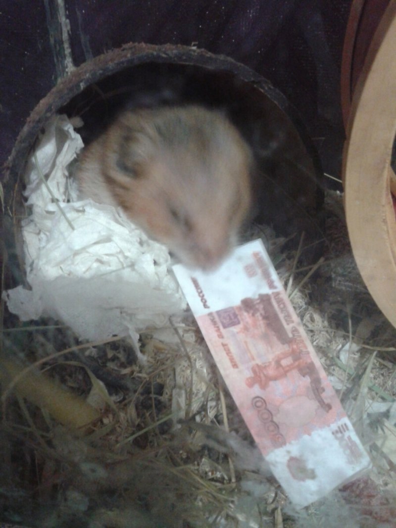 Персидский хомяк