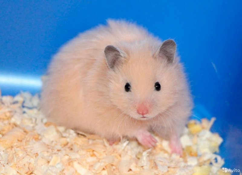 Породы хомяков ангорский