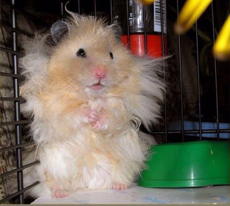 Шиншилловый хомяк