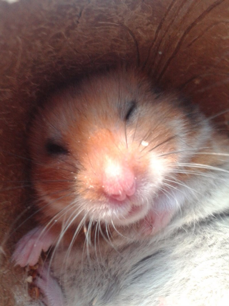 Ангорский сирийский хомячок