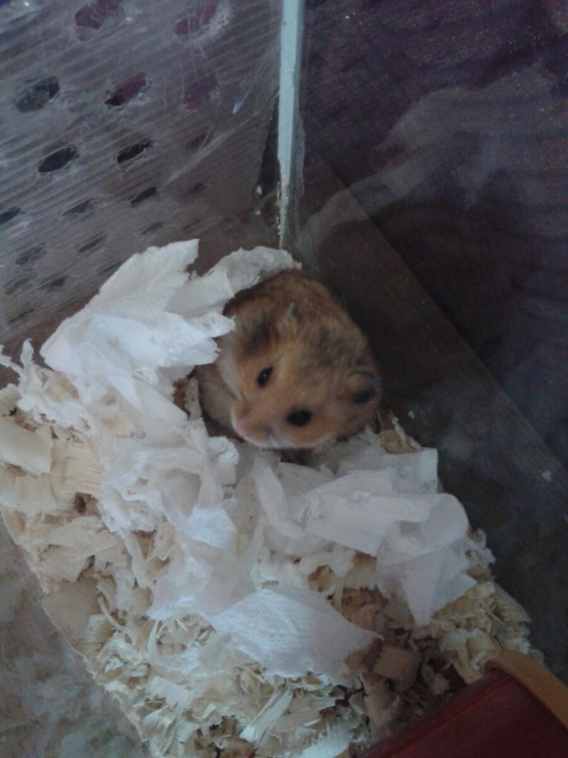 Породы хомяков ангорский