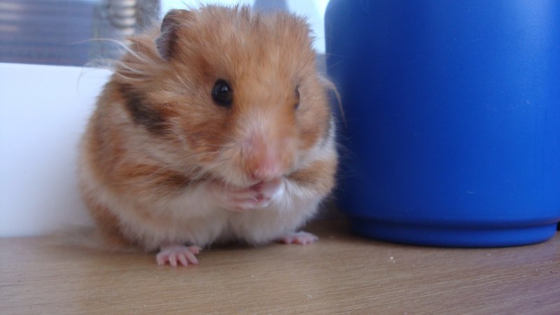 Породы хомяков Роборовского