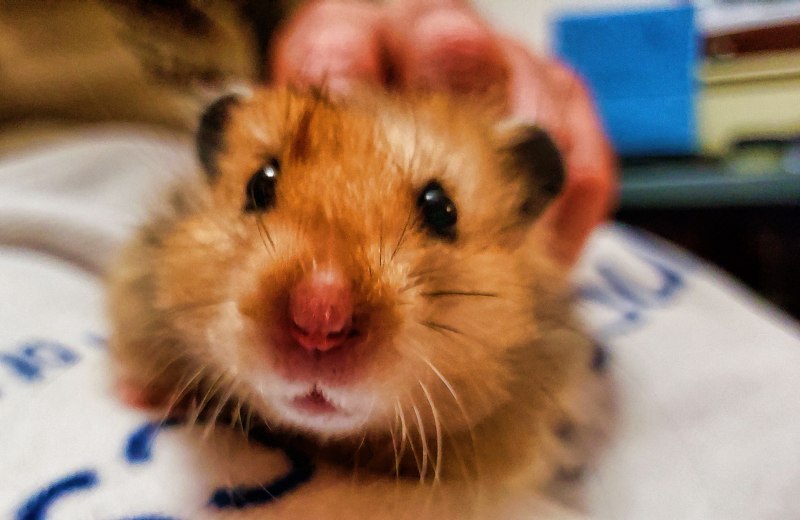 Персидских хомяков