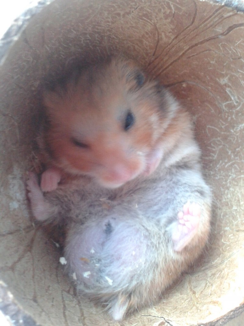 Оранжевый хомяк