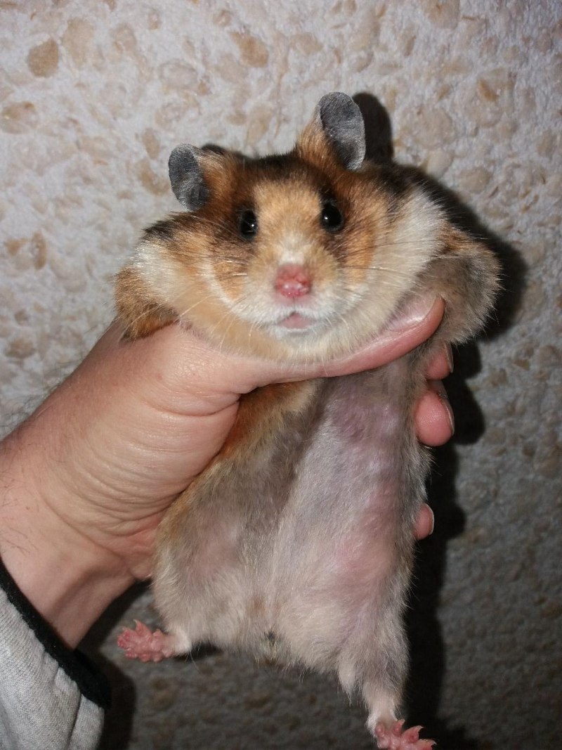 Сирийский хомяк шоколадного окраса