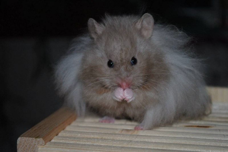 Хомяк сирийский