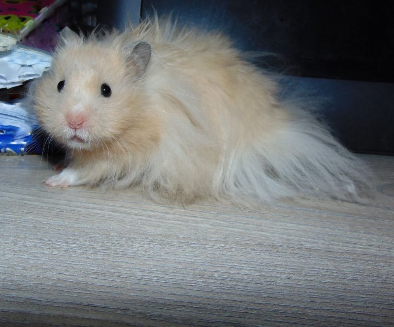 Сирийский ангорский хомяк