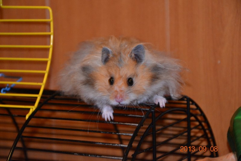 Хомяк сирийский