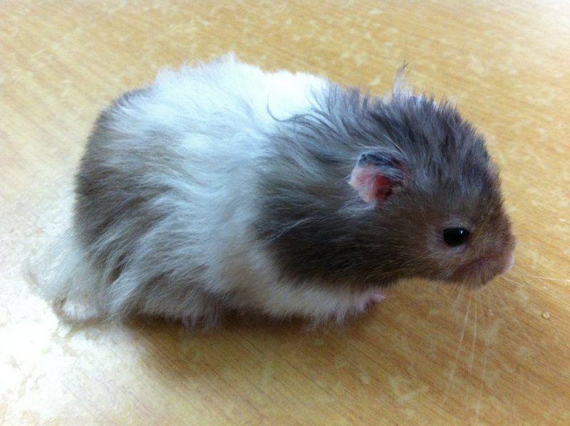 Сирийский хомяк окрас агути