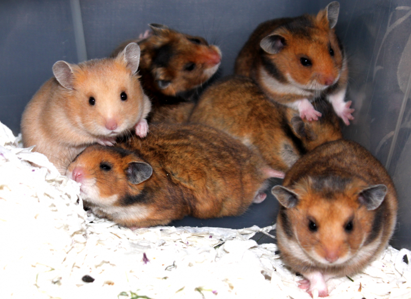 Сирийский хомяк расцветки