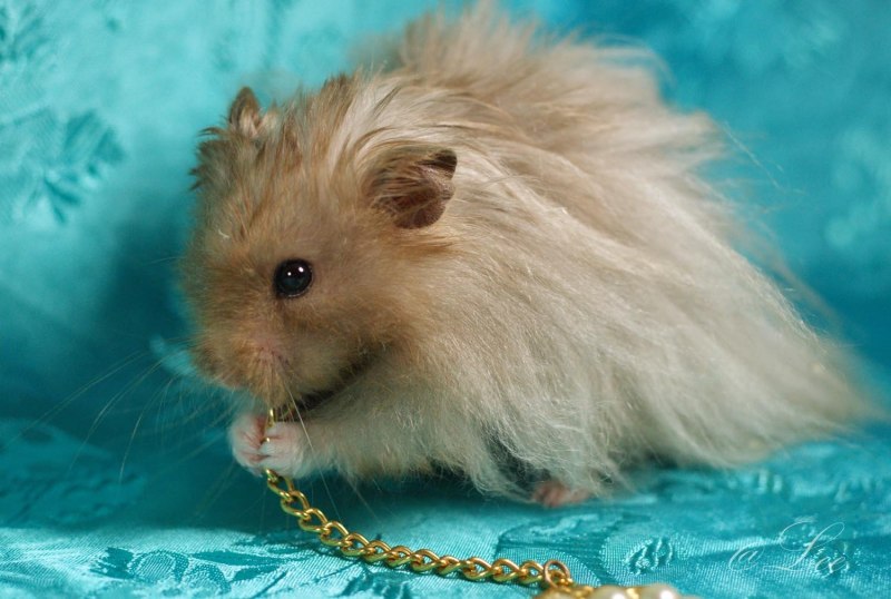 Хомяк сирийский белый ангорский